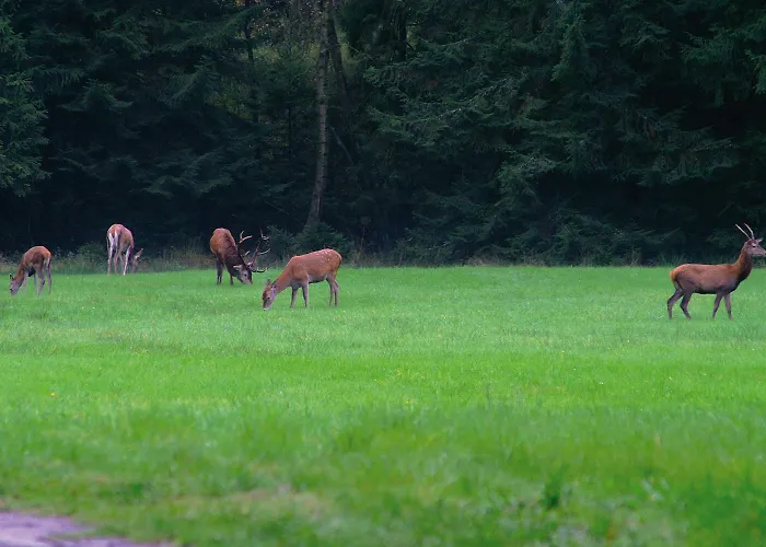 Traumzeithof 3* Eschede